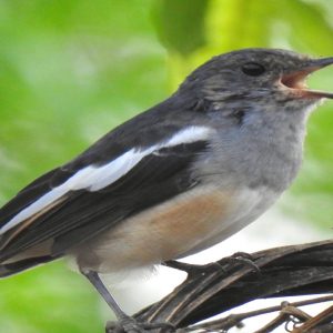 Koshi Tappu BirdwatchingTour
