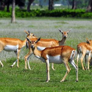 Sukhla Phanta Wildlife Safari